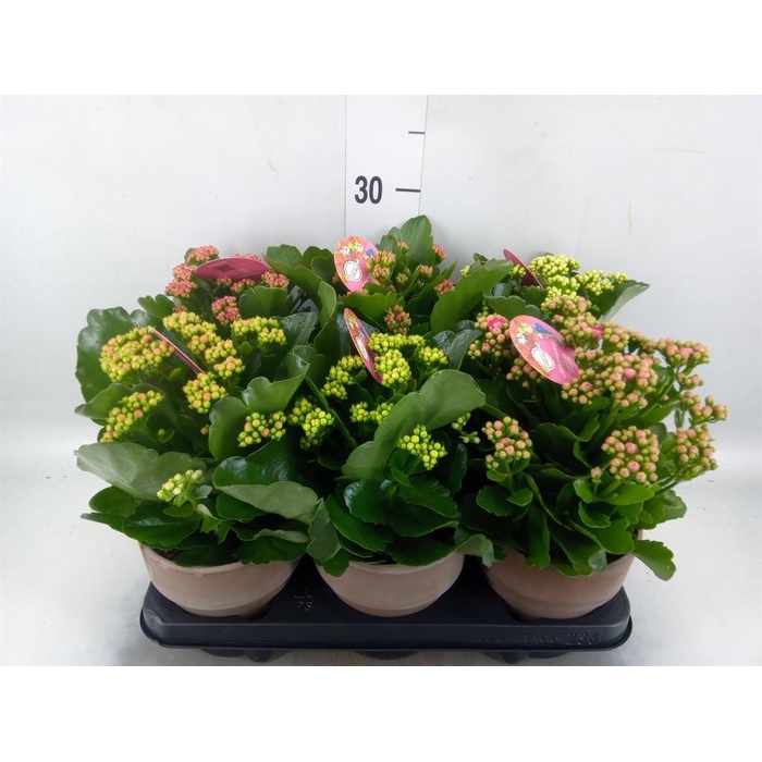 <h4>Kalanchoe blos. 'Gardenlina'  ..mix</h4>
