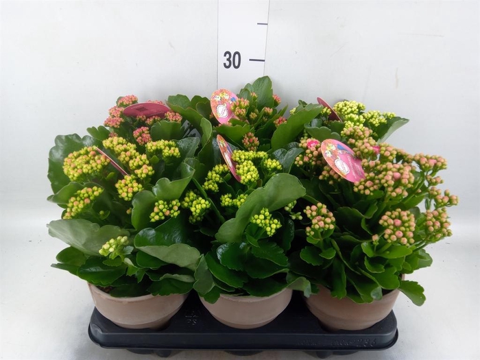 Kalanchoe blos. 'Gardenlina'  ..mix