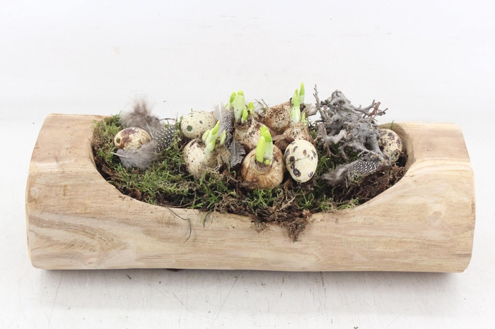 <h4>arr4 Narcis MB - Boomstam liggend 285/3</h4>