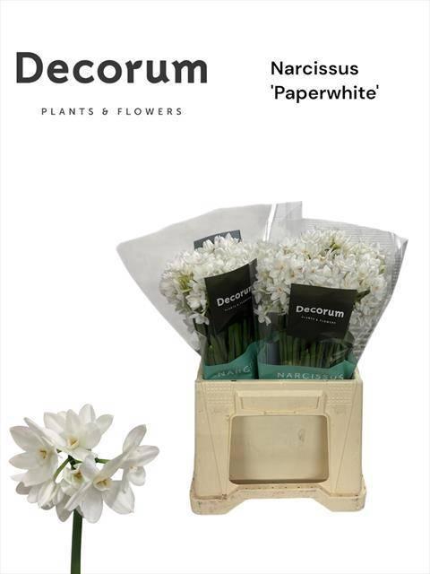 <h4>NARC TA ZIVA</h4>