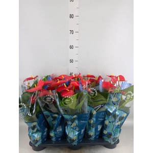 Anthurium andr. 'Karma Red'