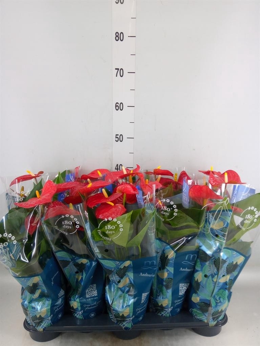 <h4>Anthurium andr. 'Karma Red'</h4>