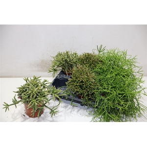 Rhipsalis Gem