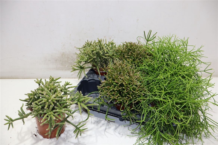 <h4>Rhipsalis Gem</h4>