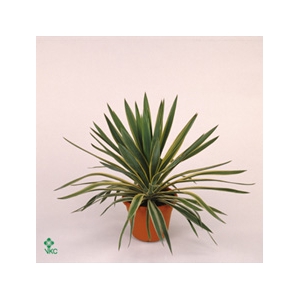 Yucca gloriosa 'Variegata'