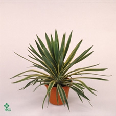<h4>Yucca gloriosa 'Variegata'</h4>