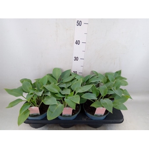 Hosta tardiana 'Halcyon'