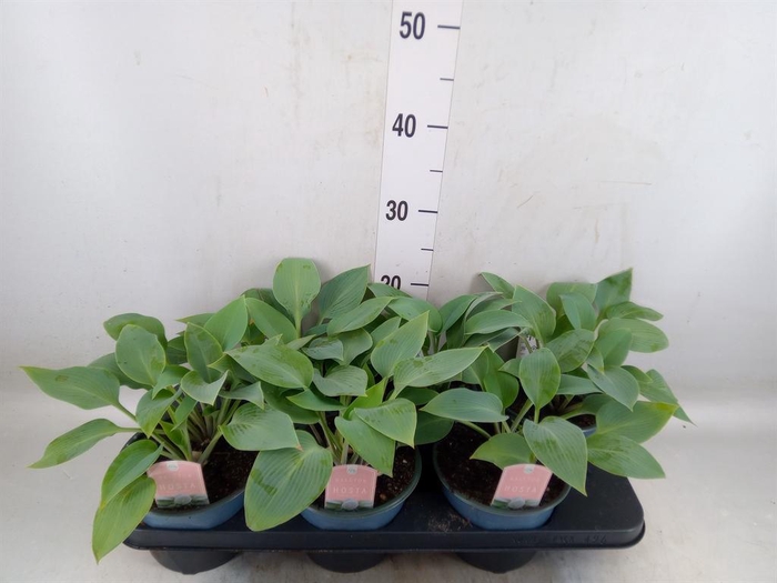 <h4>Hosta tardiana 'Halcyon'</h4>