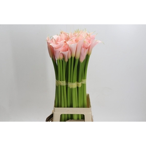 Zantedeschia Eydolls Salmon