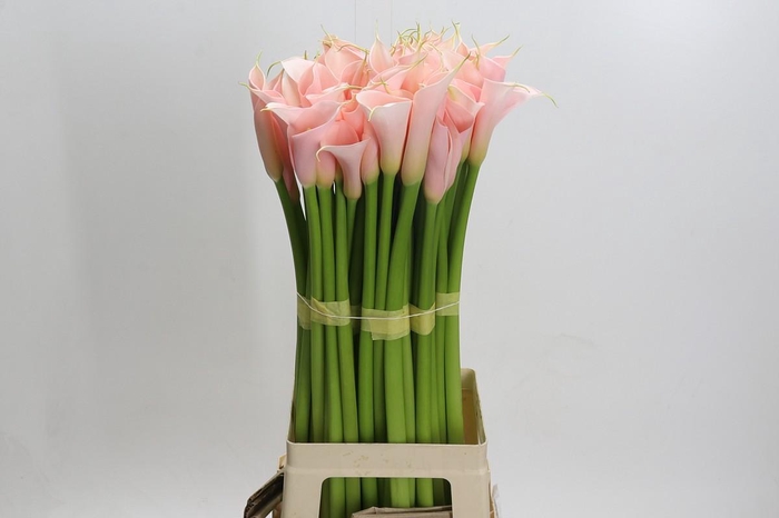 Zantedeschia Eydolls Salmon