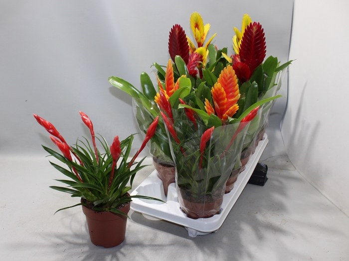 <h4>VRIES GEM 6 SRT</h4>