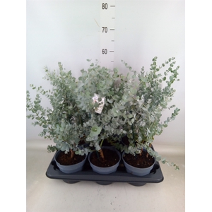 Eucalyptus gunnii 'Blue Ice'