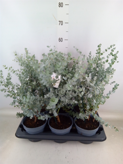 <h4>Eucalyptus gunnii 'Blue Ice'</h4>