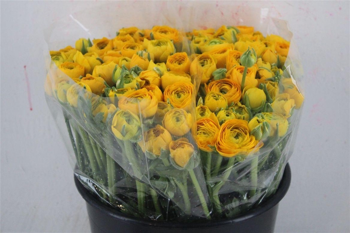 <h4>Ran Elegance Yellow</h4>