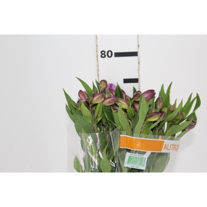 ALSTROEMERIA GALAXY 080 CM LILAS