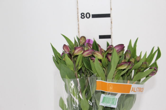 ALSTROEMERIA GALAXY 080 CM LILAS