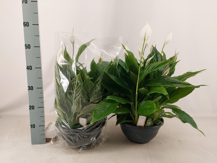 <h4>SPATH CHOPIN</h4>