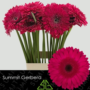 Gerbera Martini Water X40 Lang