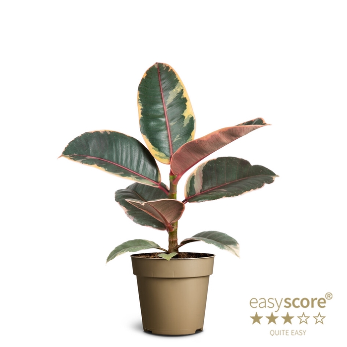 <h4>FICUS ELASTICA P9 BELIZE</h4>