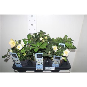 Hell Ni Chr Carol 15+