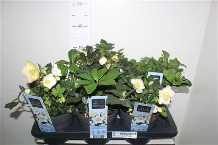 <h4>Hell Ni Chr Carol 15+</h4>