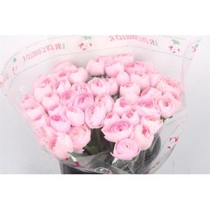 Ran... Su Lady Hanoi Super