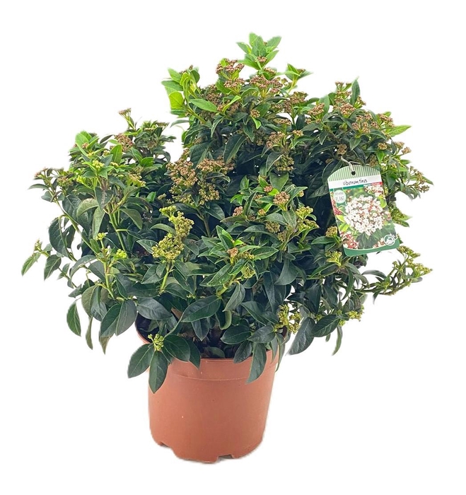 <h4>Viburnum tinus</h4>