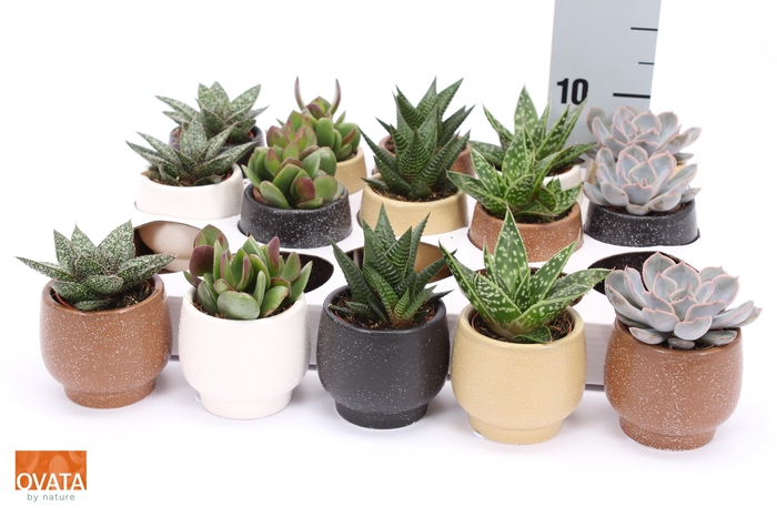 <h4>SUCC GEM 5 SRT</h4>