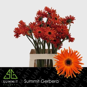 Gerbera Pastini Emilia Water