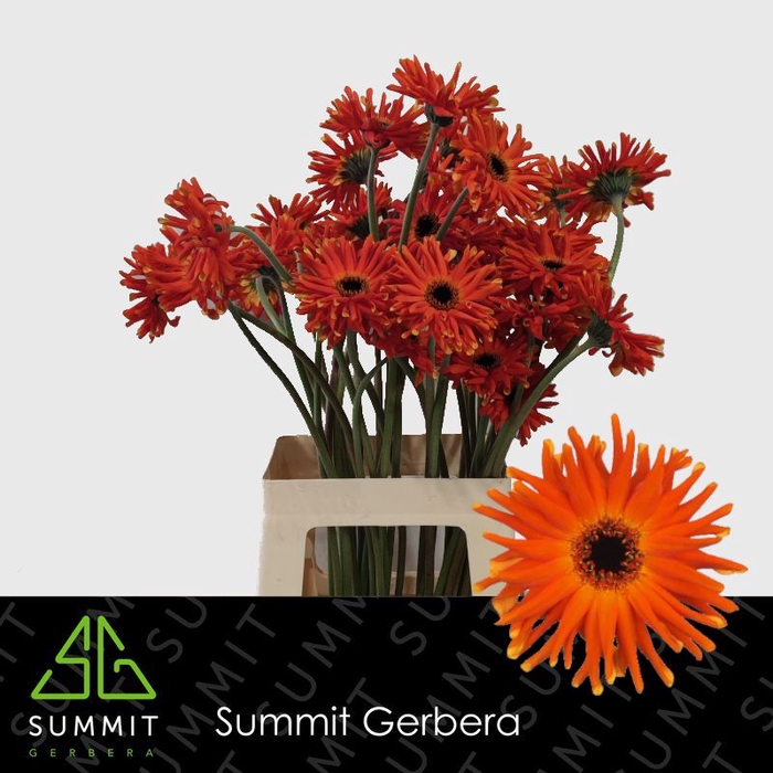 <h4>Gerbera Pastini Emilia Lang Gelijk 56cm Water x40</h4>