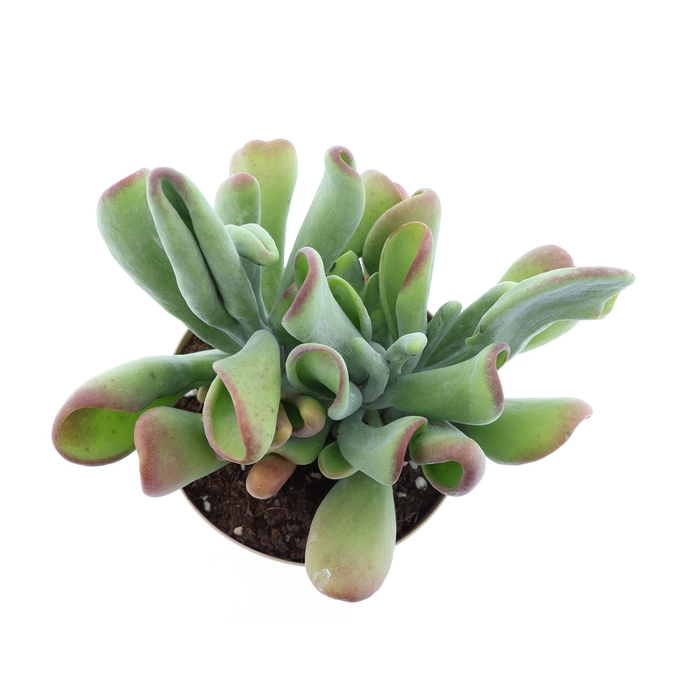 <h4>Kalanchoe NF   ...</h4>