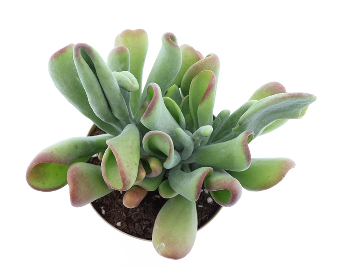 Kalanchoe NF   ...