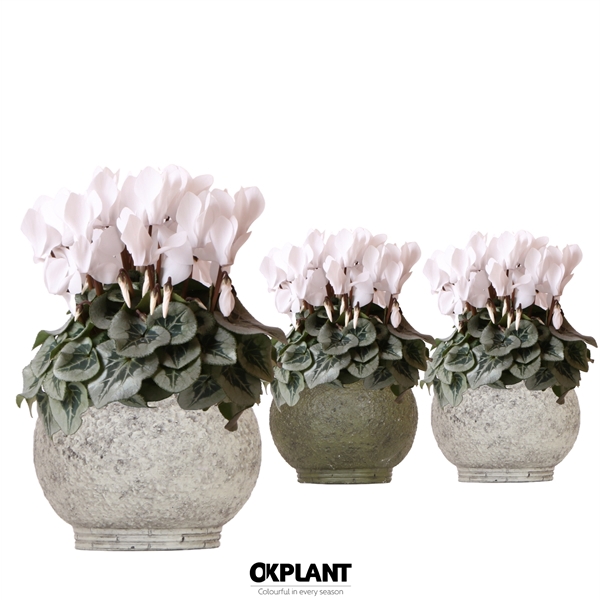 <h4>Cyclamen Rembrandt white in Ancient pot green</h4>