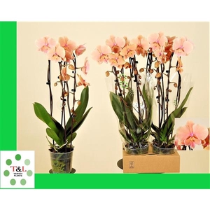 Big Lip Special Zalm Cascade 2 Tak