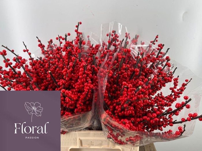 <h4>ILEX VE RODE BES</h4>