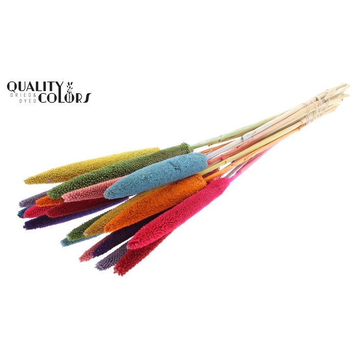 <h4>Babala on natural stem Rainbow Mix</h4>