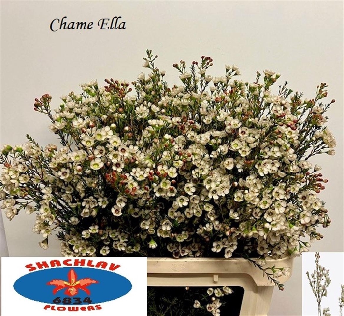 <h4>Chame Un Ella</h4>