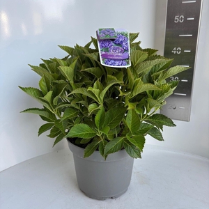 Hydrangea macrophylla overig