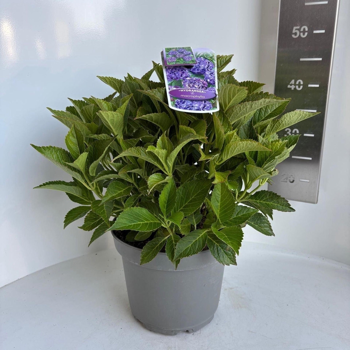 <h4>Hydrangea macrophylla overig</h4>