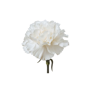 CRAVO RANDAL 070 CM BRANCO