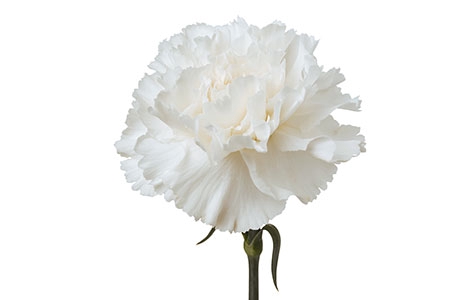 CRAVO RANDAL 070 CM BRANCO