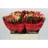 Hypericum Rainbow Romance