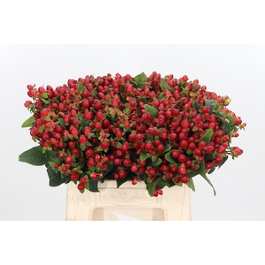 Hypericum Red