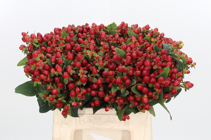 <h4>Hypericum Red</h4>