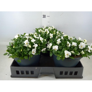 Viola corn. 'Evo Mini White'