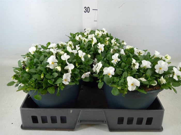 <h4>Viola corn. 'Evo Mini White'</h4>