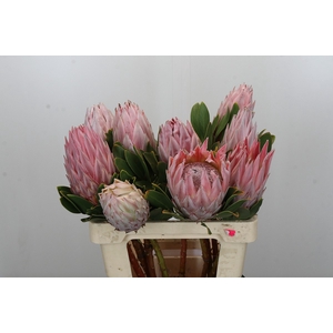 Protea Cynaroides