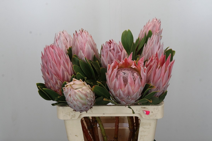 <h4>Protea Cynaroides</h4>
