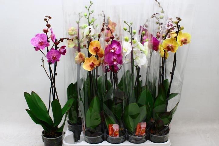<h4>PHAL GEM 7 KL</h4>