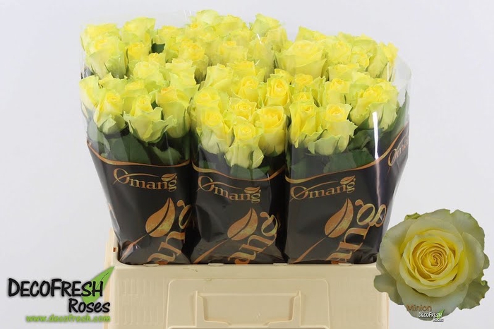 <h4>R Gr Minion Rose Omang</h4>